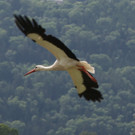 KOE_Egelsee Stoerche 5.jpg