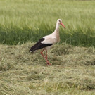 KOE_Egelsee Stoerche 6.jpg