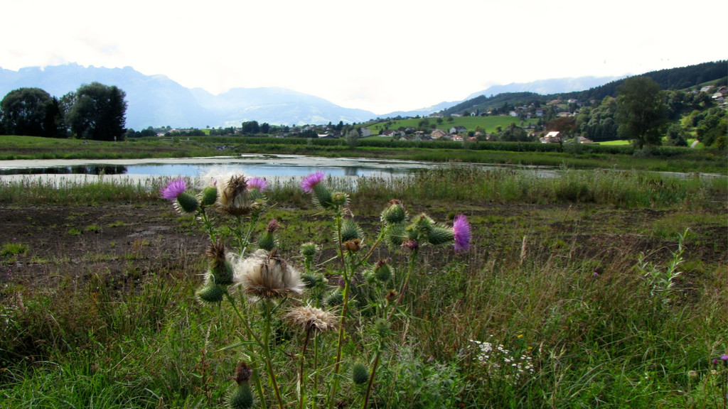 KOE_Egelsee Stoerche 7.jpg