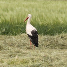 KOE_Egelsee Stoerche 8.jpg