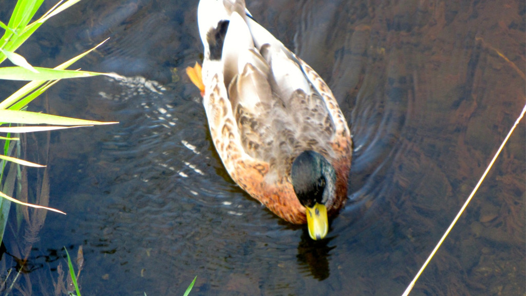 KOE_Egelsee Stoerche 11.jpg