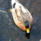 KOE_Egelsee Stoerche 11.jpg