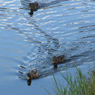 KOE_Egelsee Stoerche 15.jpg