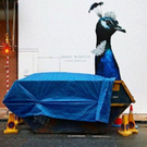 09.jpg