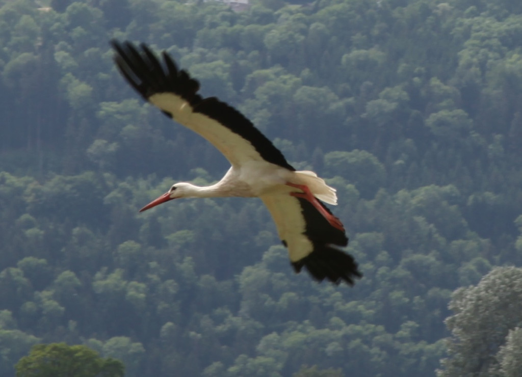 KOE_Egelsee Stoerche 5.jpg