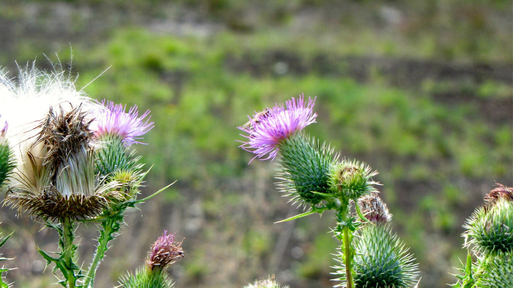 KOE_Egelsee Stoerche 9.jpg