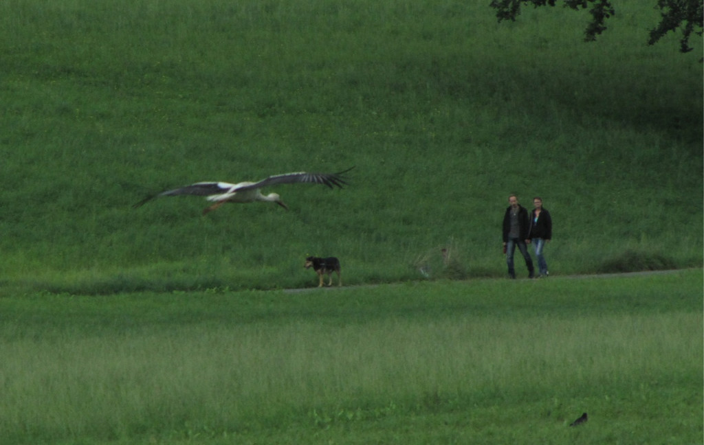 KOE_Egelsee Stoerche 34.jpg