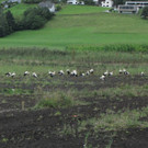 KOE_Egelsee Stoerche 22.jpg