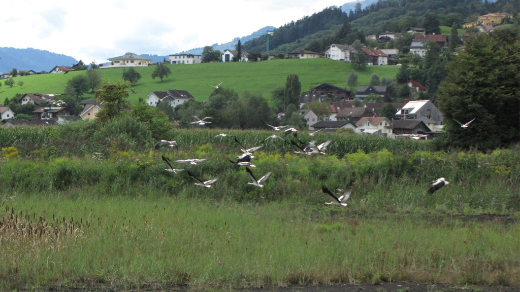 KOE_Egelsee Stoerche 26.jpg