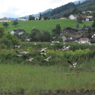 KOE_Egelsee Stoerche 26.jpg
