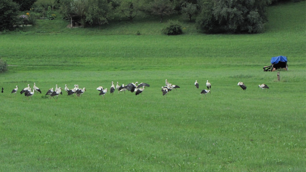 KOE_Egelsee Stoerche 28.jpg