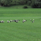 KOE_Egelsee Stoerche 28.jpg