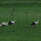 KOE_Egelsee Stoerche 30.jpg