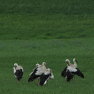 KOE_Egelsee Stoerche 31.jpg