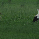 KOE_Egelsee Stoerche 32.jpg