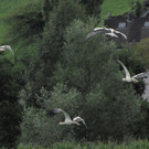 KOE_Egelsee Stoerche 39.jpg