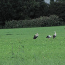 KOE_Egelsee Stoerche 40.jpg