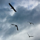 KOE_Egelsee Stoerche 41.jpg