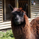 Nachwuchs im Doppelmayr Zoo Wolfurt