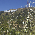 Rettung des "Hollywood"-Zeichen