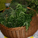 Rosmarin_ Thymian_ Dill und Salbei_ frische Kr__uter beim Eichelehof.JPG