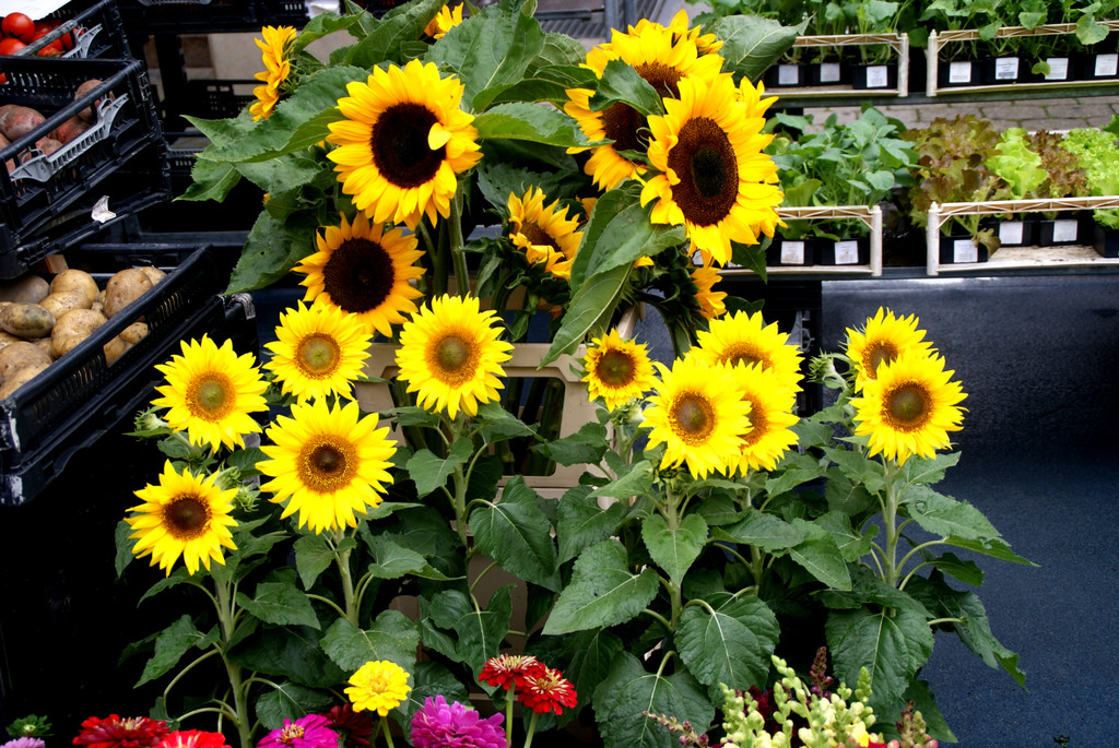 Sonnenblumen vom Mahlerhof.JPG