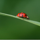 Natur pur im Vinomnacenter von Luggi Knobel