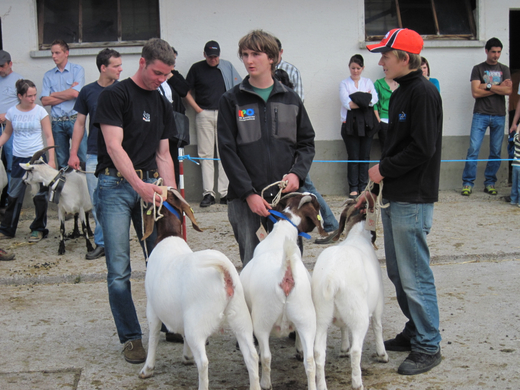 IMG_0017_jpg-1272396265