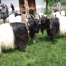 IMG_0026_jpg-1272396741