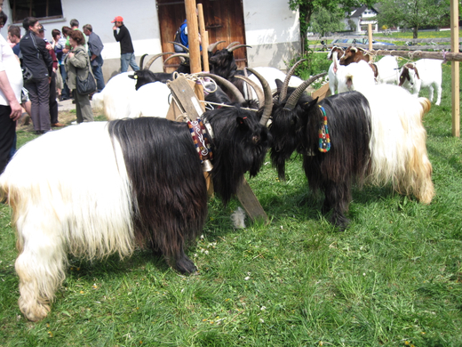 IMG_0026_jpg-1272396741