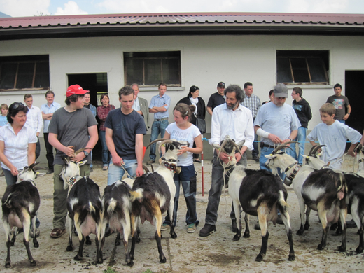 Ziegenzuchtv__jpg-1272397352