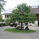 IMG_7393.JPG