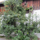 IMG_7394.JPG