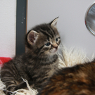 Tierheim: Kätzchen suchen einen Platz