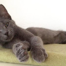 Das sind Ares, Annabell, Amelie, Annika und Adele