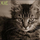 Pixie und Zoe: Schmuse-Schwestern wünschen sich guten Platz