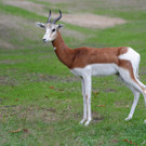 PA_Mhorrgazelle2.jpg