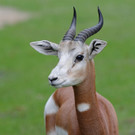 PA_Mhorrgazelle1.jpg