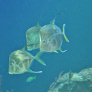 Bodengucker-Stachelmakrelen im Haus des Meeres
