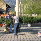Maibaum steht