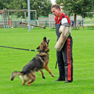 Scha__ferhunde 29-08-2014 37.jpg