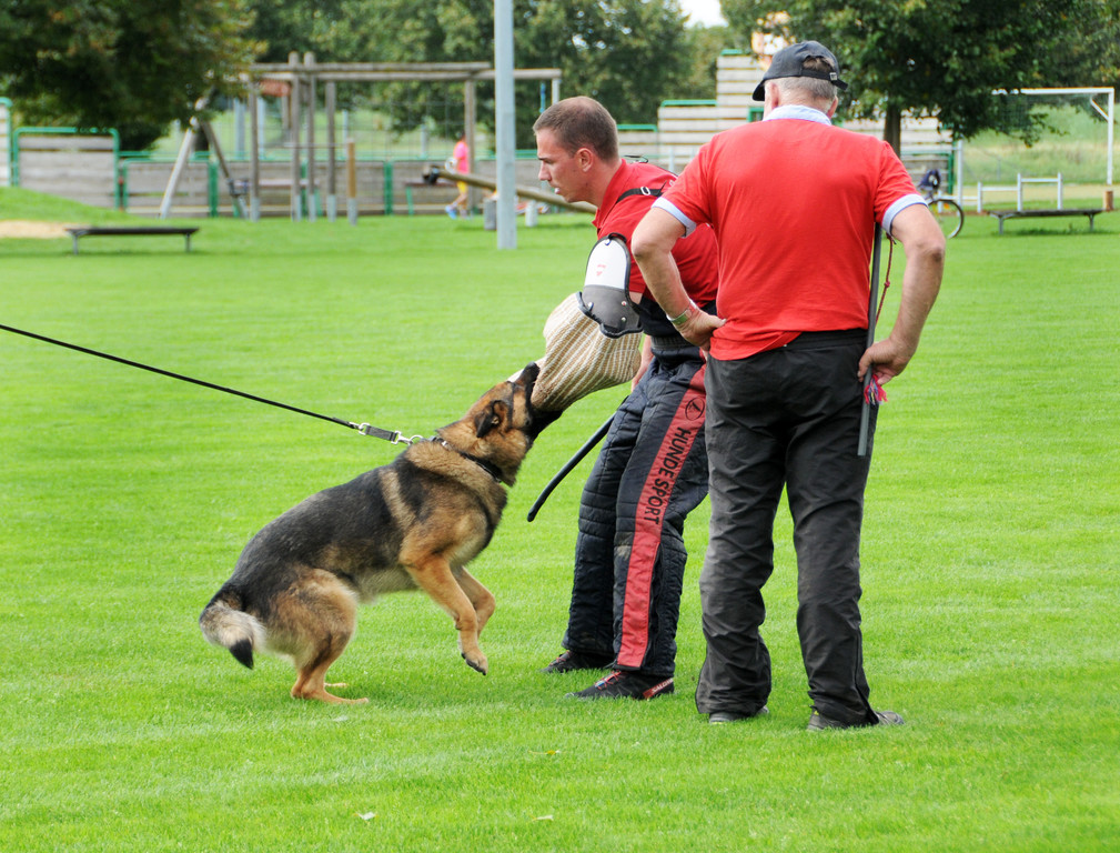 Scha__ferhunde 29-08-2014 41.jpg