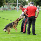 Scha__ferhunde 29-08-2014 41.jpg