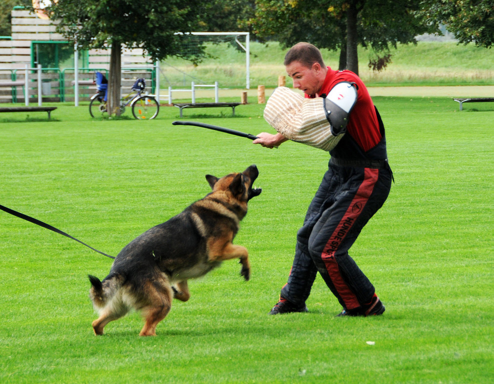 Scha__ferhunde 29-08-2014 44.jpg