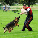 Scha__ferhunde 29-08-2014 44.jpg