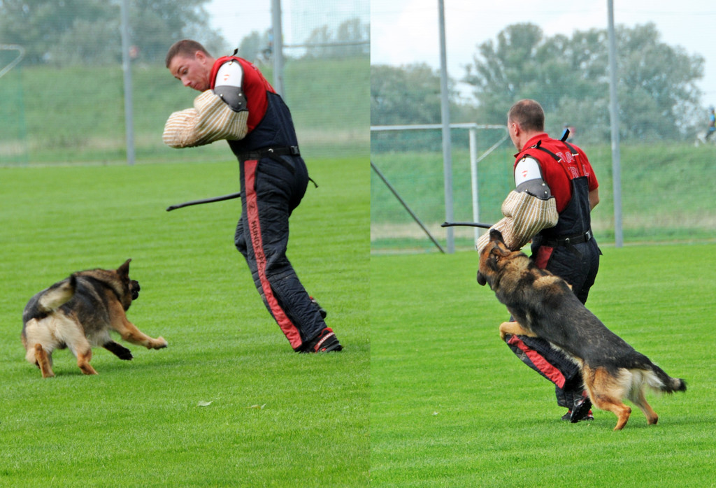 Scha__ferhunde 29-08-2014 47.jpg