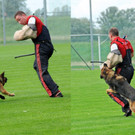Scha__ferhunde 29-08-2014 47.jpg