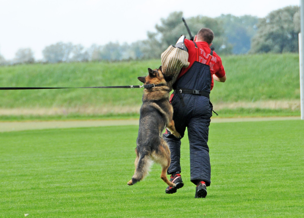 Scha__ferhunde 29-08-2014 50.jpg