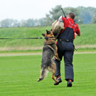 Scha__ferhunde 29-08-2014 50.jpg