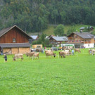 Bilder Alpabtrieb 